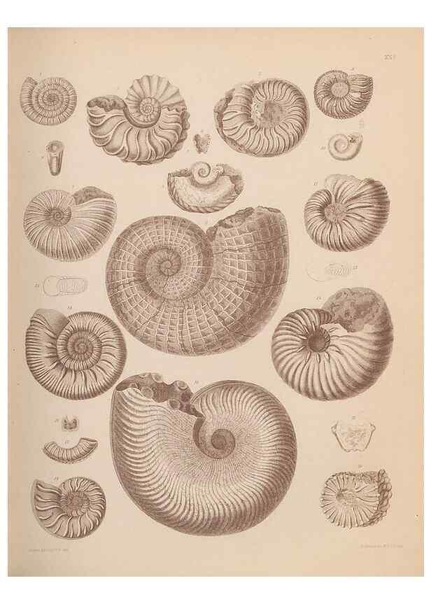 Reproducción/Reproduction 43155851534: An atlas of the fossil conchology of Great Britain and Ireland :. London :Sonnenschein,1889.. 