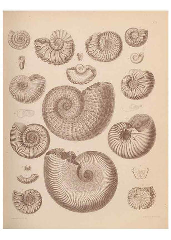 Reproducción/Reproduction 43155851534: An atlas of the fossil conchology of Great Britain and Ireland :. London :Sonnenschein,1889.. 