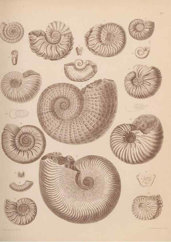 Reproducción/Reproduction 43155851534: An atlas of the fossil conchology of Great Britain and Ireland :. London :Sonnenschein,1889.. 