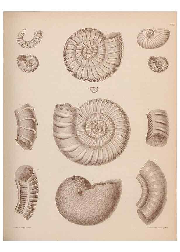 Reproducción/Reproduction 43824855212: An atlas of the fossil conchology of Great Britain and Ireland :. London :Sonnenschein,1889.. 