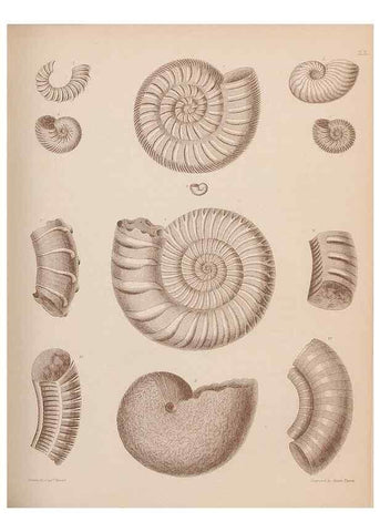 Reproducción/Reproduction 43824855212: An atlas of the fossil conchology of Great Britain and Ireland :. London :Sonnenschein,1889.. 