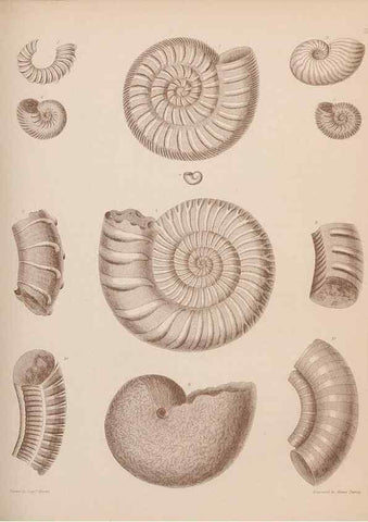 Reproducción/Reproduction 43824855212: An atlas of the fossil conchology of Great Britain and Ireland :. London :Sonnenschein,1889.. 