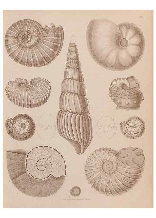 Reproducción/Reproduction 43873080771: An atlas of the fossil conchology of Great Britain and Ireland :. London :Sonnenschein,1889.. 