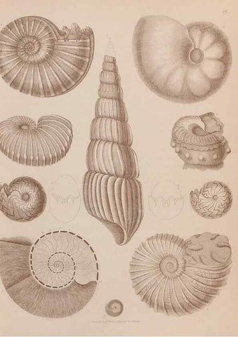Reproducción/Reproduction 43873080771: An atlas of the fossil conchology of Great Britain and Ireland :. London :Sonnenschein,1889.. 
