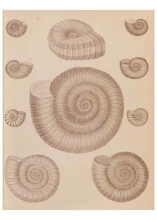 Reproducción/Reproduction 43155831614: An atlas of the fossil conchology of Great Britain and Ireland :. London :Sonnenschein,1889.. 