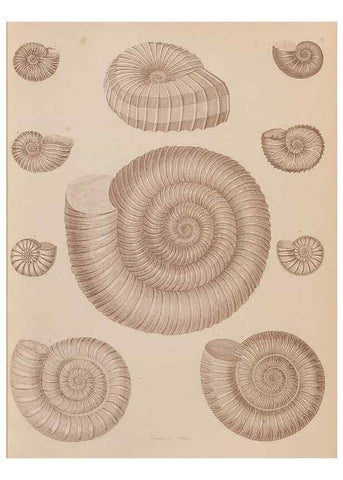 Reproducción/Reproduction 43155831614: An atlas of the fossil conchology of Great Britain and Ireland :. London :Sonnenschein,1889.. 