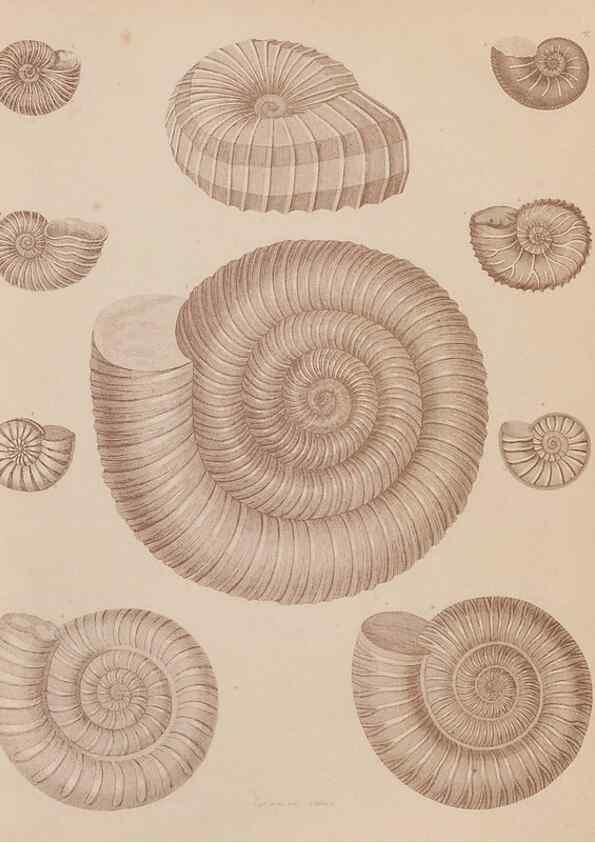 Reproducción/Reproduction 43155831614: An atlas of the fossil conchology of Great Britain and Ireland :. London :Sonnenschein,1889.. 