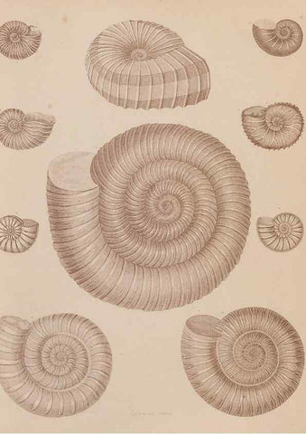 Reproducción/Reproduction 43155831614: An atlas of the fossil conchology of Great Britain and Ireland :. London :Sonnenschein,1889.. 