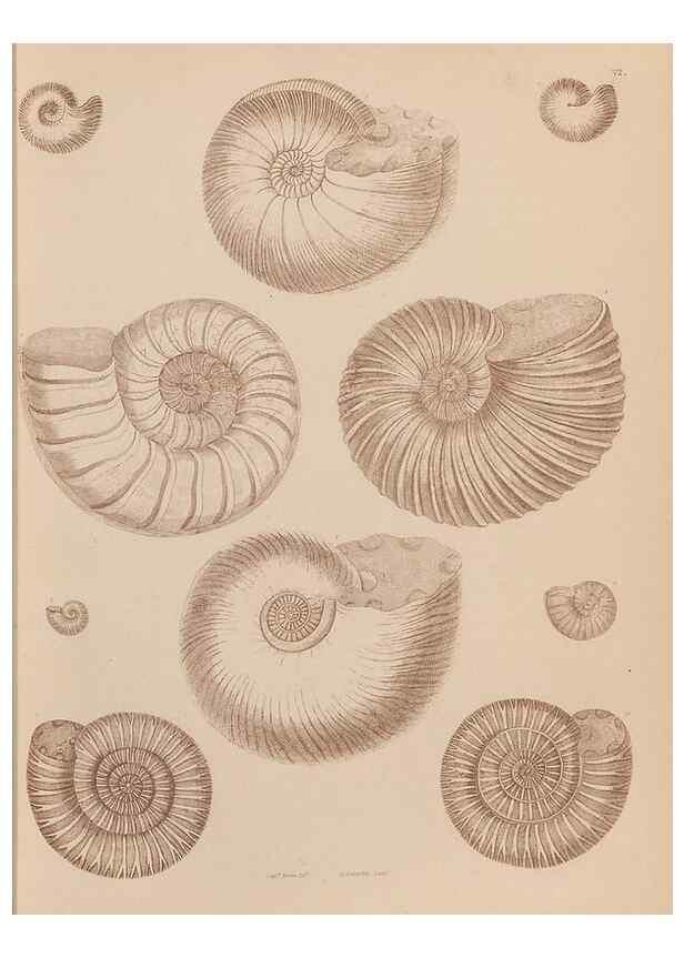 Reproducción/Reproduction 43155833304: An atlas of the fossil conchology of Great Britain and Ireland :. London :Sonnenschein,1889.. 