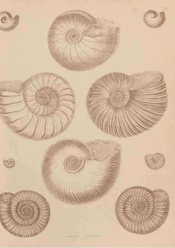 Reproducción/Reproduction 43155833304: An atlas of the fossil conchology of Great Britain and Ireland :. London :Sonnenschein,1889.. 