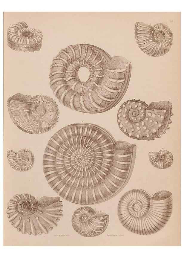 Reproducción/Reproduction 43155835244: An atlas of the fossil conchology of Great Britain and Ireland :. London :Sonnenschein,1889.. 