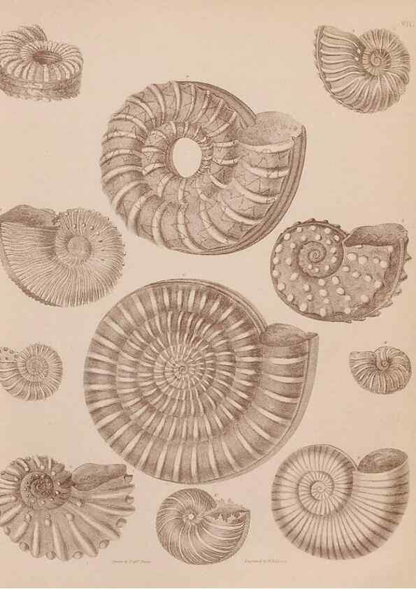 Reproducción/Reproduction 43155835244: An atlas of the fossil conchology of Great Britain and Ireland :. London :Sonnenschein,1889.. 