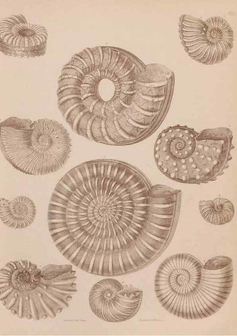 Reproducción/Reproduction 43155835244: An atlas of the fossil conchology of Great Britain and Ireland :. London :Sonnenschein,1889.. 