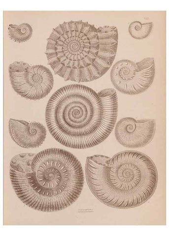 Reproducción/Reproduction 28937132337: An atlas of the fossil conchology of Great Britain and Ireland :. London :Sonnenschein,1889.. 