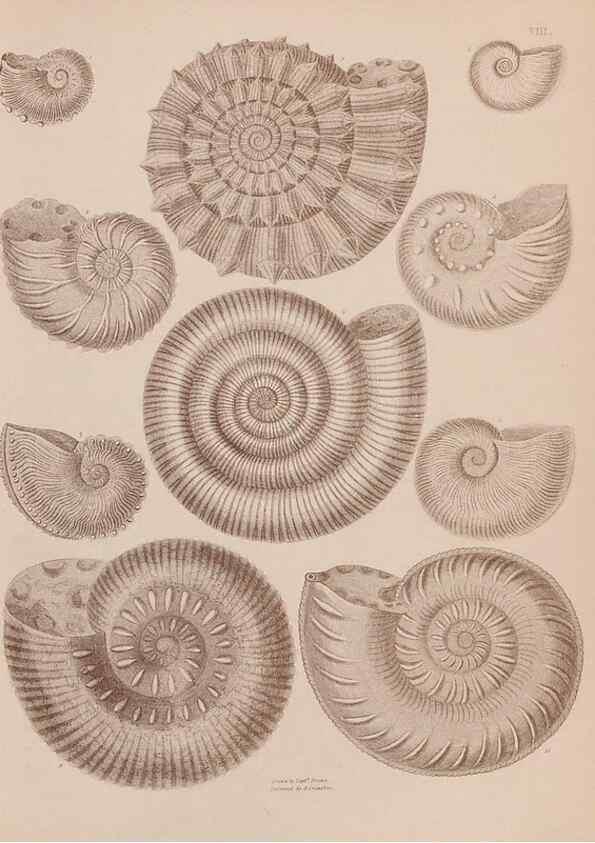 Reproducción/Reproduction 28937132337: An atlas of the fossil conchology of Great Britain and Ireland :. London :Sonnenschein,1889.. 