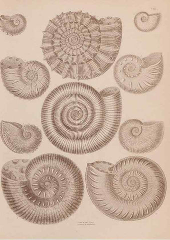 Reproducción/Reproduction 28937132337: An atlas of the fossil conchology of Great Britain and Ireland :. London :Sonnenschein,1889.. 