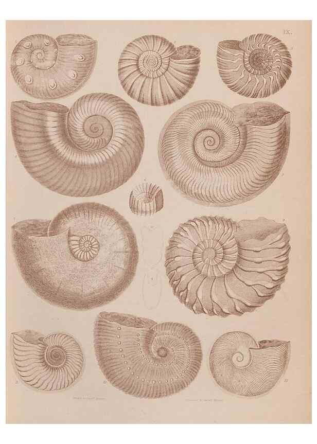 Reproducción/Reproduction 30003681368: An atlas of the fossil conchology of Great Britain and Ireland :. London :Sonnenschein,1889.. 