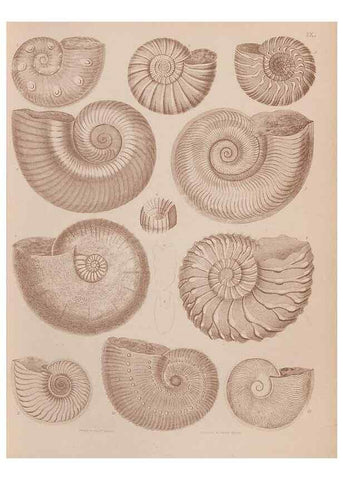 Reproducción/Reproduction 30003681368: An atlas of the fossil conchology of Great Britain and Ireland :. London :Sonnenschein,1889.. 
