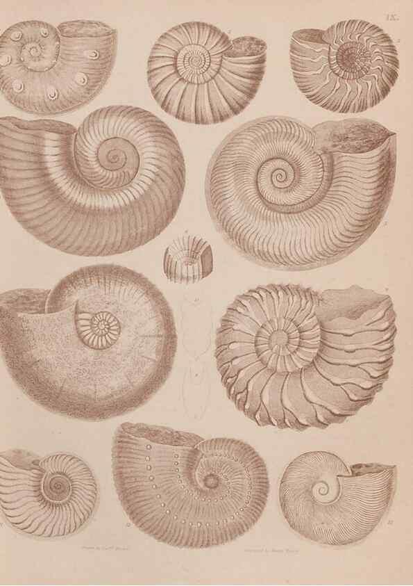 Reproducción/Reproduction 30003681368: An atlas of the fossil conchology of Great Britain and Ireland :. London :Sonnenschein,1889.. 