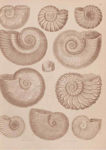 Reproducción/Reproduction 30003681368: An atlas of the fossil conchology of Great Britain and Ireland :. London :Sonnenschein,1889.. 