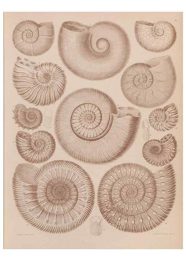 Reproducción/Reproduction 43824835932: An atlas of the fossil conchology of Great Britain and Ireland :. London :Sonnenschein,1889.. 