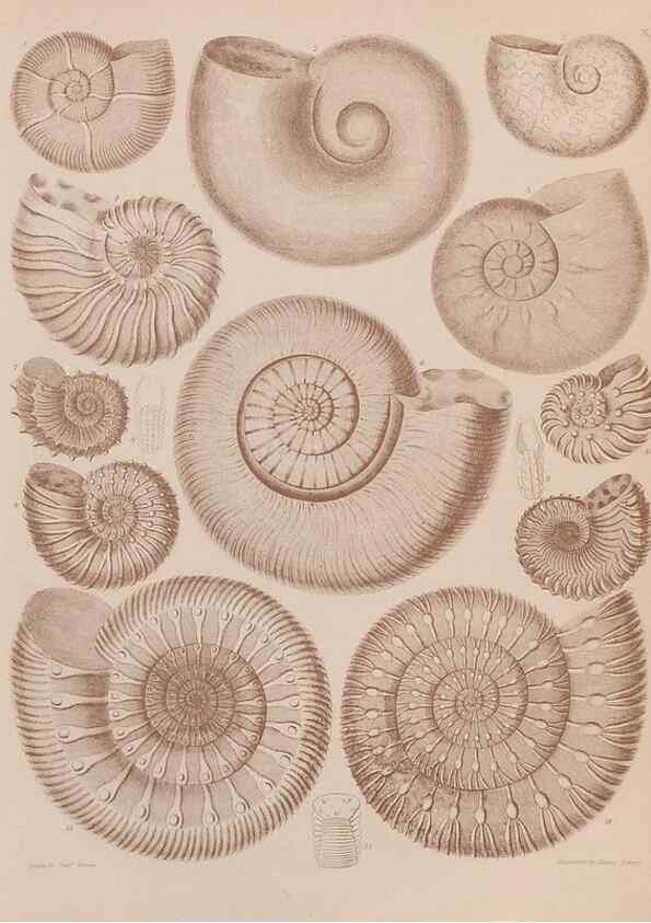 Reproducción/Reproduction 43824835932: An atlas of the fossil conchology of Great Britain and Ireland :. London :Sonnenschein,1889.. 