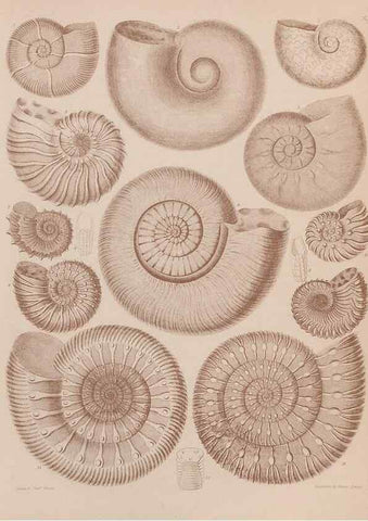Reproducción/Reproduction 43824835932: An atlas of the fossil conchology of Great Britain and Ireland :. London :Sonnenschein,1889.. 