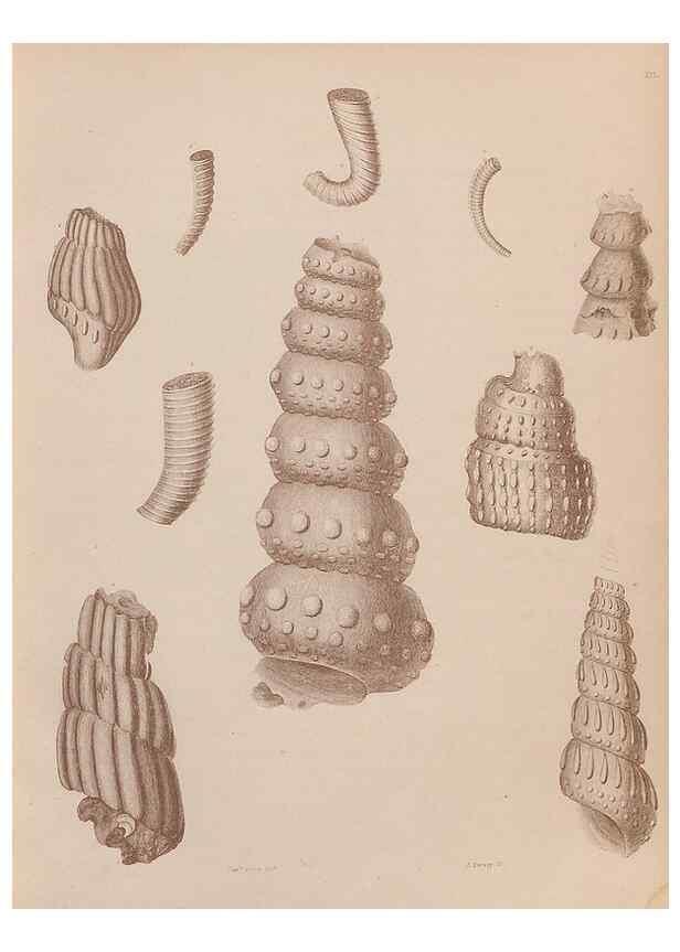 Reproducción/Reproduction 43824818002: An atlas of the fossil conchology of Great Britain and Ireland :. London :Sonnenschein,1889.. 