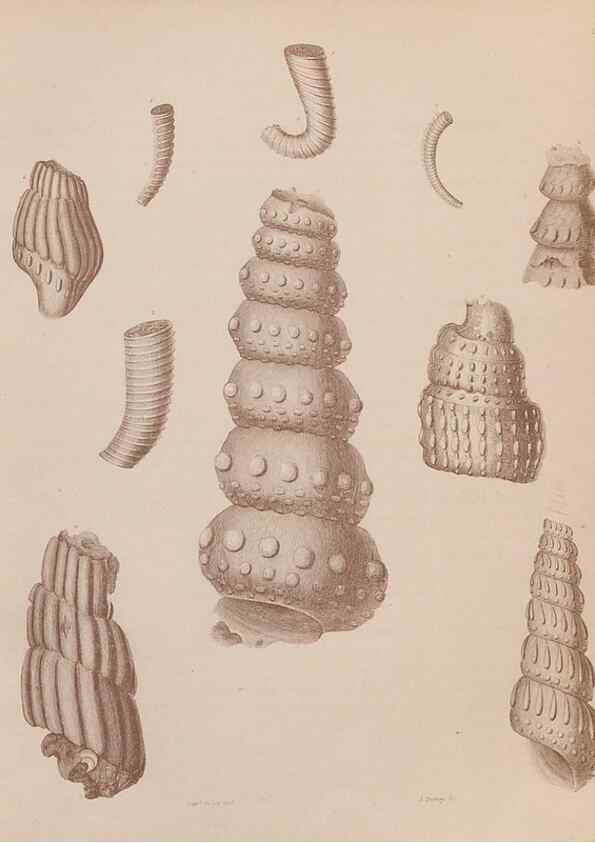 Reproducción/Reproduction 43824818002: An atlas of the fossil conchology of Great Britain and Ireland :. London :Sonnenschein,1889.. 