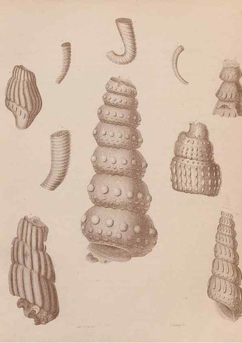 Reproducción/Reproduction 43824818002: An atlas of the fossil conchology of Great Britain and Ireland :. London :Sonnenschein,1889.. 