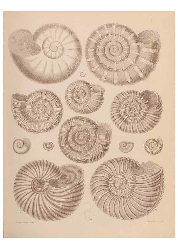 Reproducción/Reproduction 43155842114: An atlas of the fossil conchology of Great Britain and Ireland :. London :Sonnenschein,1889.. 