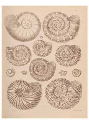 Reproducción/Reproduction 43155842114: An atlas of the fossil conchology of Great Britain and Ireland :. London :Sonnenschein,1889.. 