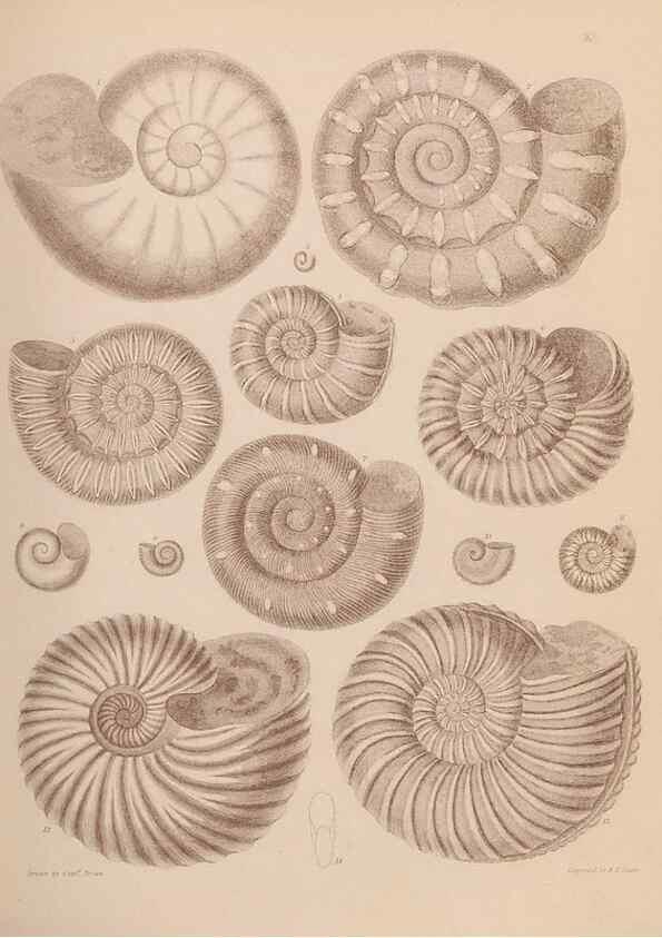 Reproducción/Reproduction 43155842114: An atlas of the fossil conchology of Great Britain and Ireland :. London :Sonnenschein,1889.. 