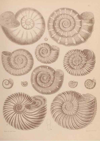 Reproducción/Reproduction 43155842114: An atlas of the fossil conchology of Great Britain and Ireland :. London :Sonnenschein,1889.. 