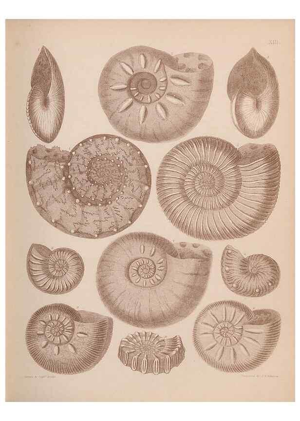 Reproducción/Reproduction 42969135495: An atlas of the fossil conchology of Great Britain and Ireland :. London :Sonnenschein,1889.. 