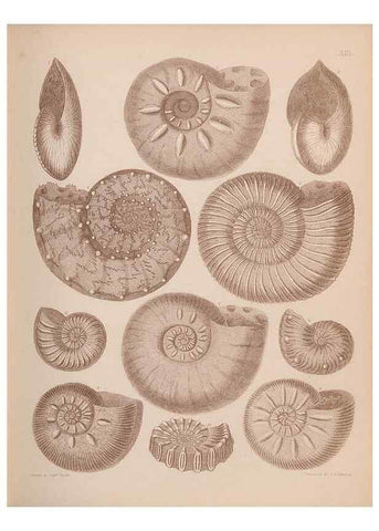 Reproducción/Reproduction 42969135495: An atlas of the fossil conchology of Great Britain and Ireland :. London :Sonnenschein,1889.. 