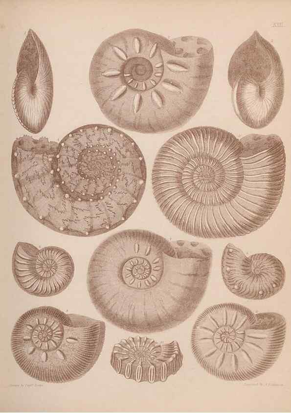 Reproducción/Reproduction 42969135495: An atlas of the fossil conchology of Great Britain and Ireland :. London :Sonnenschein,1889.. 
