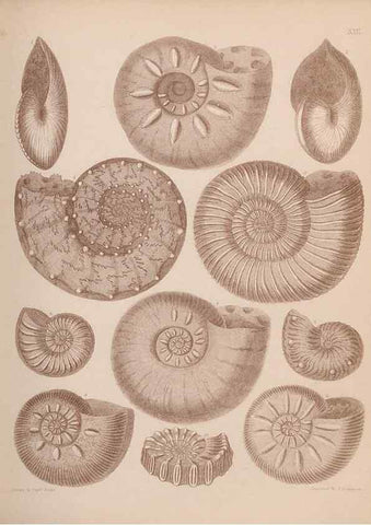 Reproducción/Reproduction 42969135495: An atlas of the fossil conchology of Great Britain and Ireland :. London :Sonnenschein,1889.. 