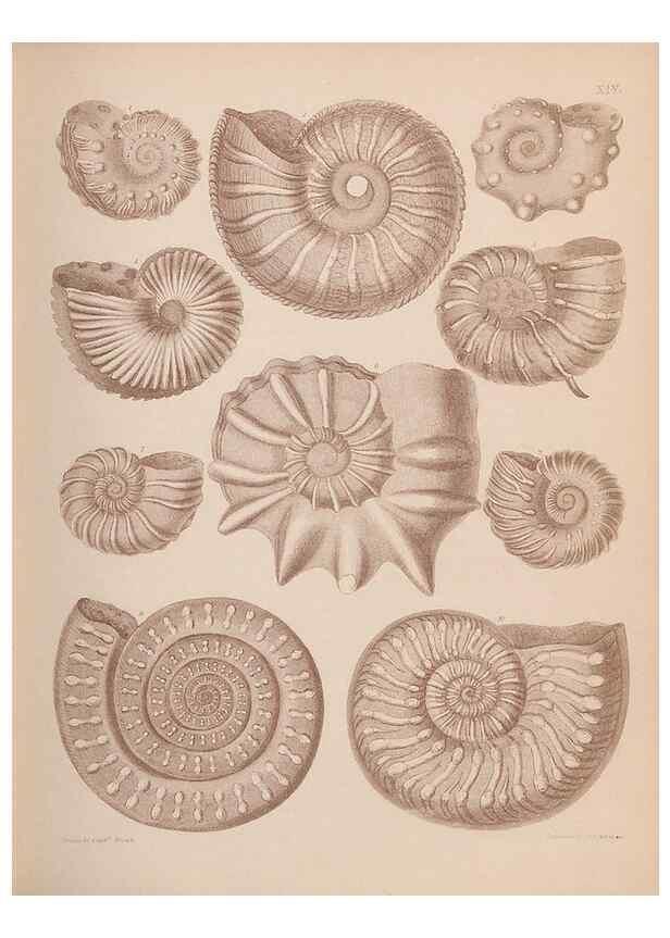 Reproducción/Reproduction 42064550000: An atlas of the fossil conchology of Great Britain and Ireland :. London :Sonnenschein,1889.. 