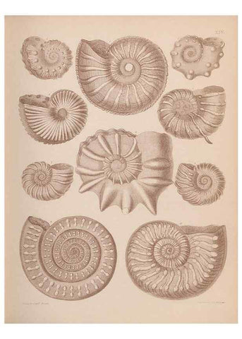 Reproducción/Reproduction 42064550000: An atlas of the fossil conchology of Great Britain and Ireland :. London :Sonnenschein,1889.. 