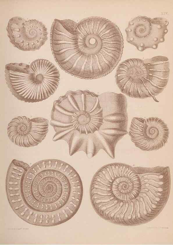 Reproducción/Reproduction 42064550000: An atlas of the fossil conchology of Great Britain and Ireland :. London :Sonnenschein,1889.. 