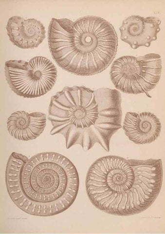 Reproducción/Reproduction 42064550000: An atlas of the fossil conchology of Great Britain and Ireland :. London :Sonnenschein,1889.. 