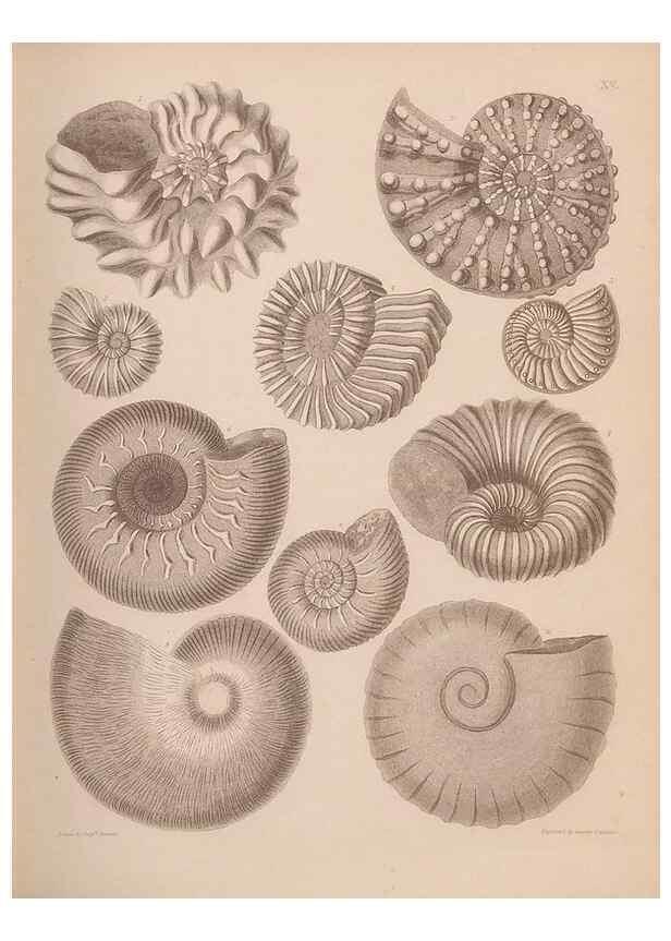 Reproducción/Reproduction 43824846662: An atlas of the fossil conchology of Great Britain and Ireland :. London :Sonnenschein,1889.. 