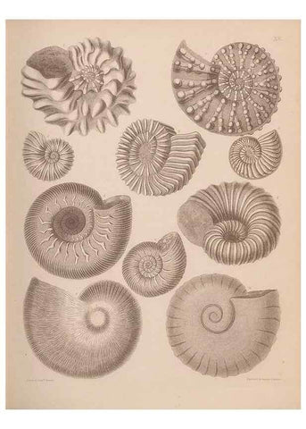 Reproducción/Reproduction 43824846662: An atlas of the fossil conchology of Great Britain and Ireland :. London :Sonnenschein,1889.. 