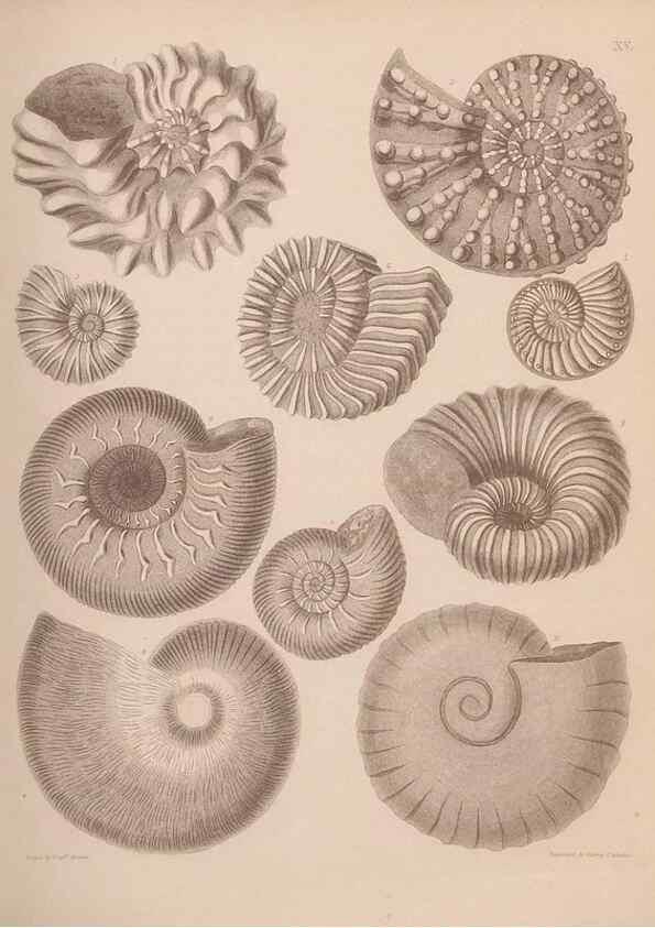 Reproducción/Reproduction 43824846662: An atlas of the fossil conchology of Great Britain and Ireland :. London :Sonnenschein,1889.. 