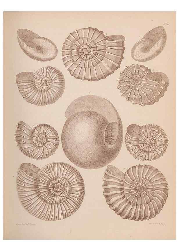 Reproducción/Reproduction 30003691988: An atlas of the fossil conchology of Great Britain and Ireland :. London :Sonnenschein,1889.. 