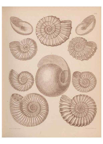 Reproducción/Reproduction 30003691988: An atlas of the fossil conchology of Great Britain and Ireland :. London :Sonnenschein,1889.. 