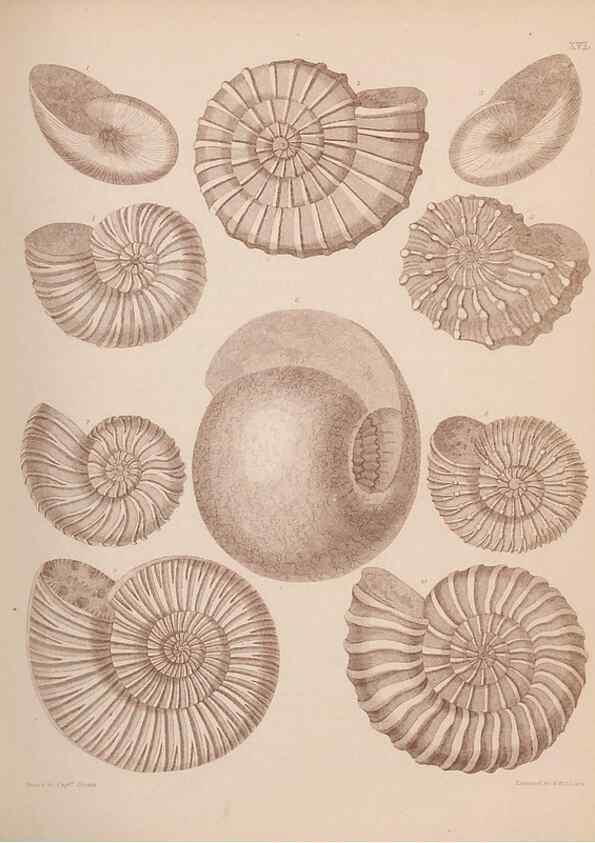 Reproducción/Reproduction 30003691988: An atlas of the fossil conchology of Great Britain and Ireland :. London :Sonnenschein,1889.. 