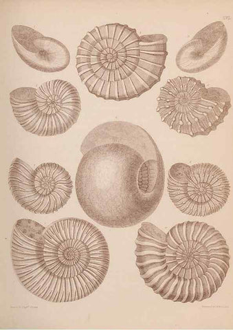 Reproducción/Reproduction 30003691988: An atlas of the fossil conchology of Great Britain and Ireland :. London :Sonnenschein,1889.. 