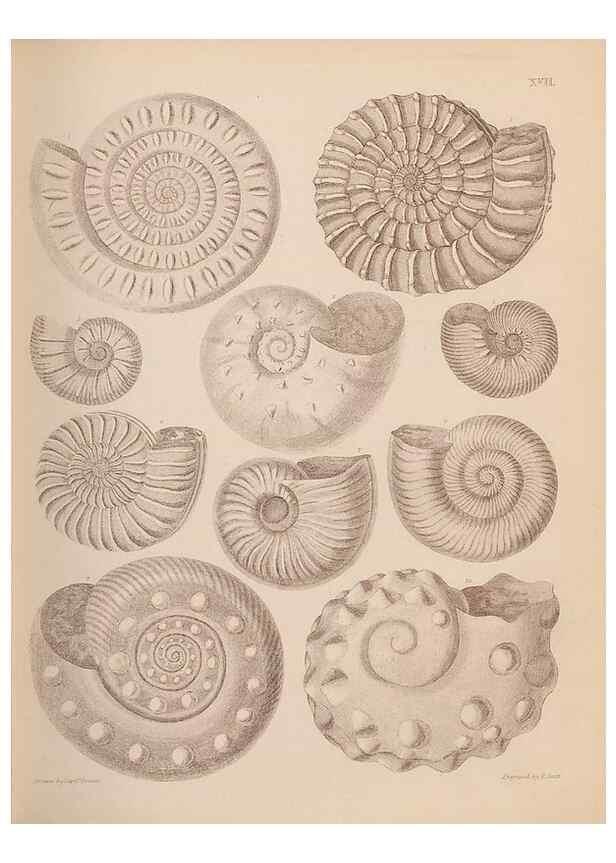 Reproducción/Reproduction 42969140715: An atlas of the fossil conchology of Great Britain and Ireland :. London :Sonnenschein,1889.. 
